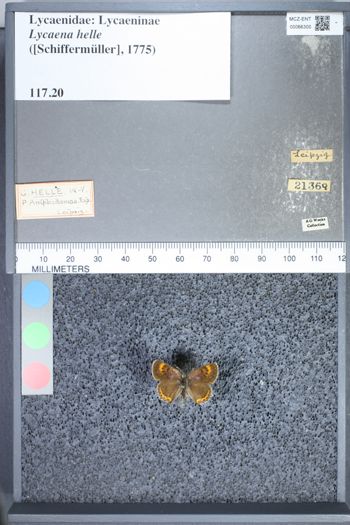 Media type: image;   Entomology 66300